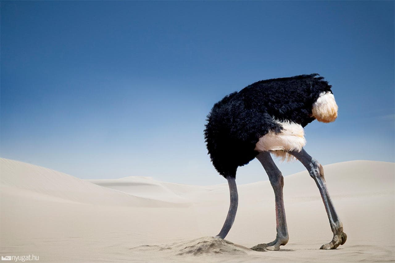 A cégutódlás megtervezésénél jobb eszközök is a rendelkezésünkre állnak, minthogy homokba dugjuk a fejünket.